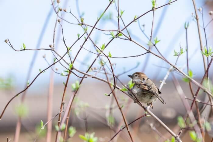 Little bird perched on tree branch